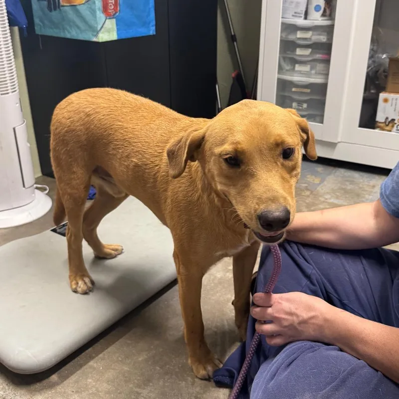 An adult medium-sized male Yellow / Tan / Blond / Fawn Labrador Retriever dog named Bruno for adoption in Eureka Springs, AR