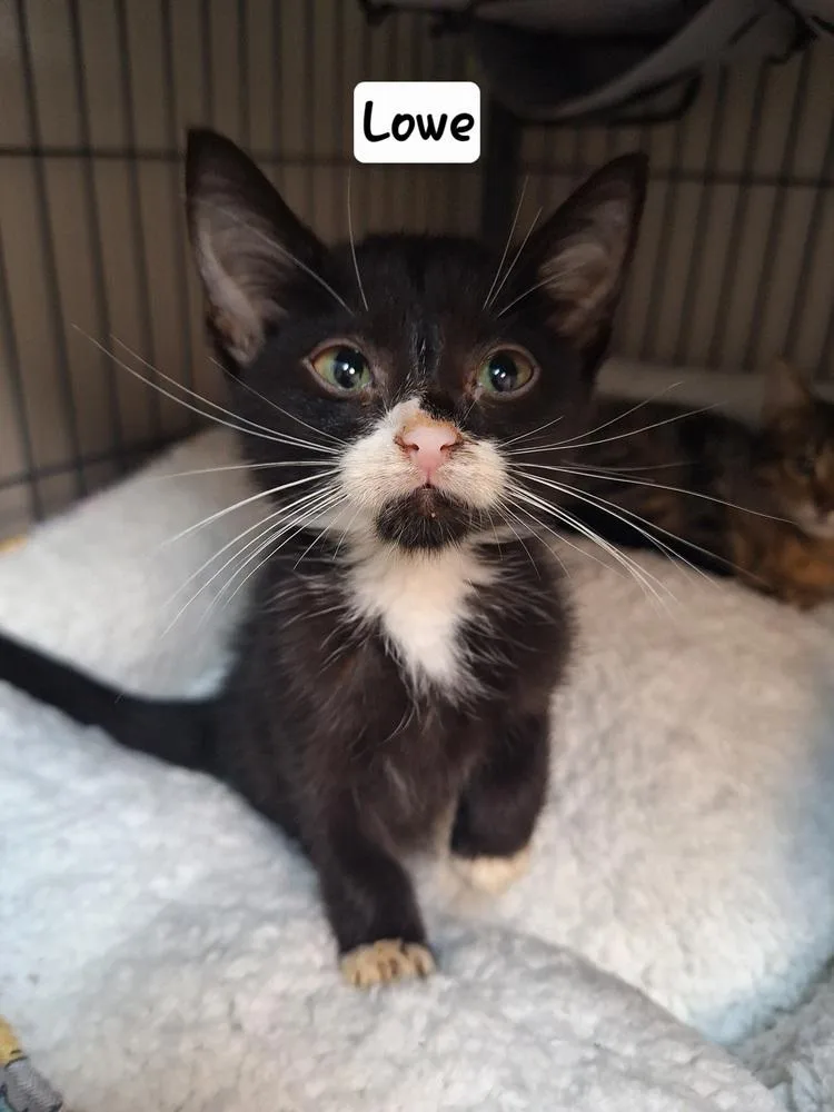 A baby medium-sized male Black & White / Tuxedo Domestic Short Hair cat named Lowe for adoption in Clinton Township, MI