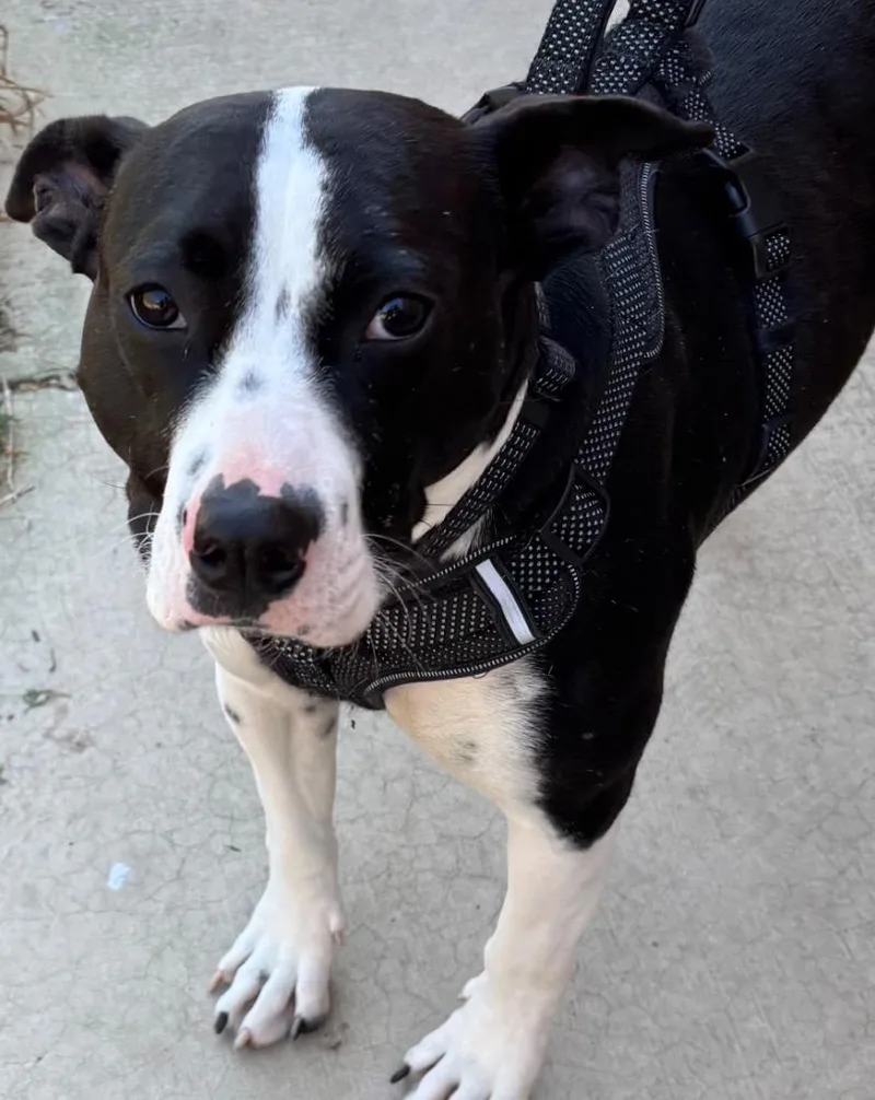 A young large-sized female Pit Bull Terrier dog named Jazzy for adoption in Elizabethton, TN