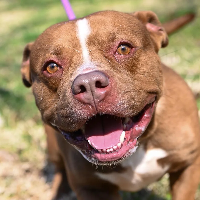 Short Stack thumbnail 2