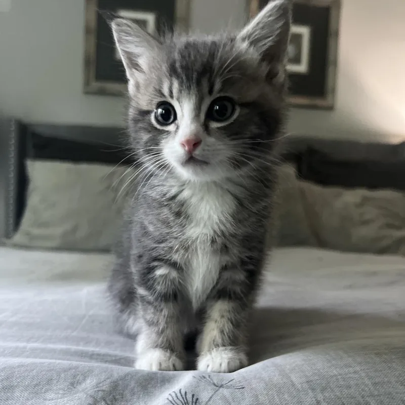 A baby small-sized male Gray / Blue / Silver Domestic Short Hair cat named Kano for adoption in Redmond, WA