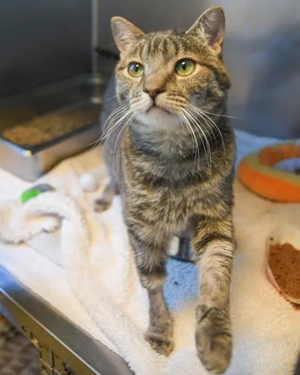 A young medium-sized male Domestic Short Hair cat named Chance for adoption in Ringoes, NJ