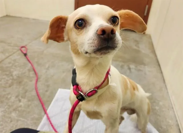 A young small-sized male Chihuahua dog named Jeremy for adoption in Phoenix, AZ