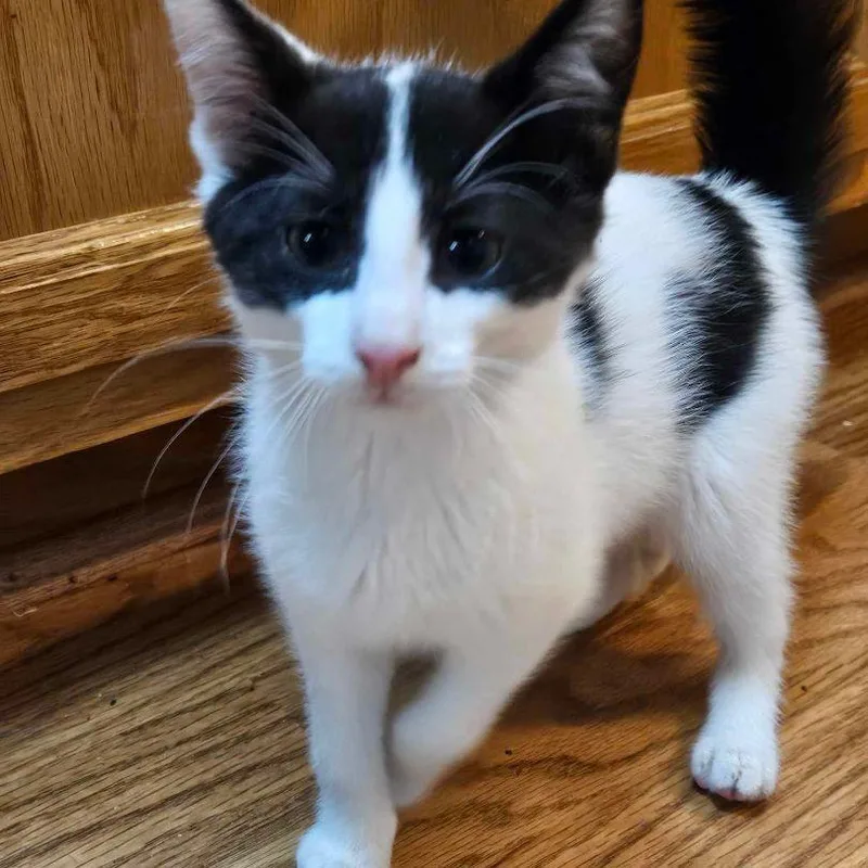 An adult medium-sized male Domestic Short Hair cat named A Tootyta for adoption in Burton, MI