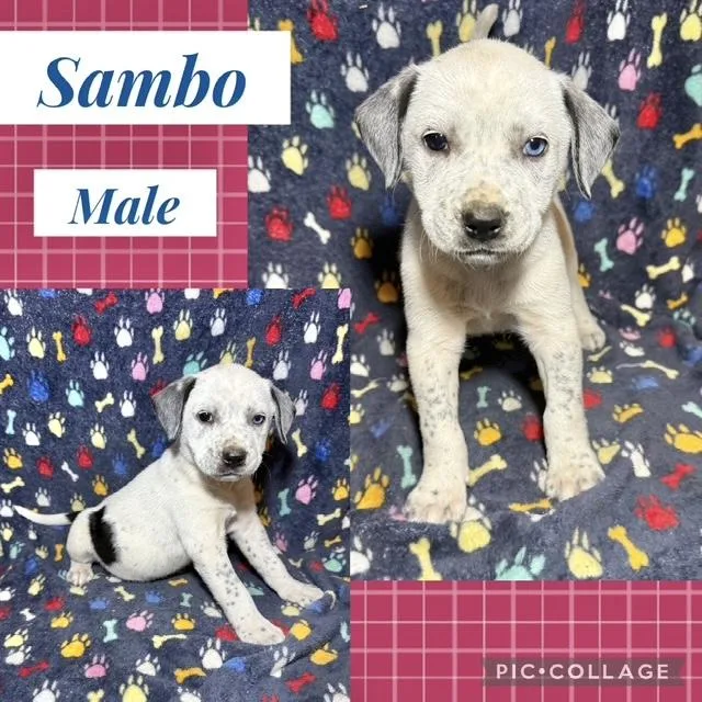 A baby medium-sized male Catahoula Leopard Dog dog named Sambo for adoption in Manchester, CT
