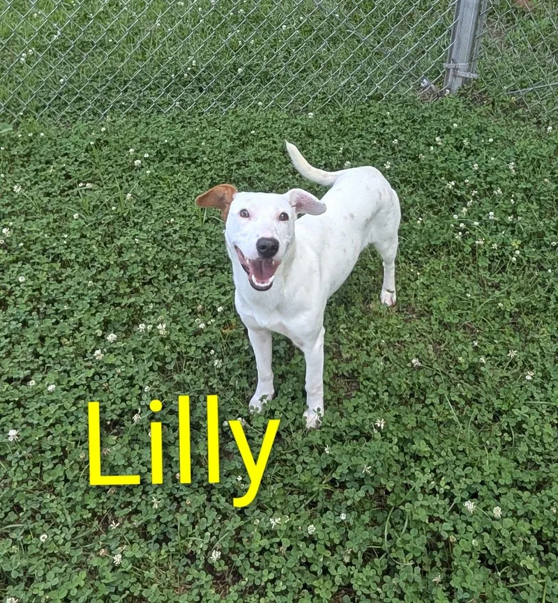 A young medium-sized female White / Cream Mixed Breed dog named Lilly for adoption in Marion, MS