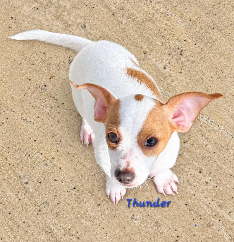 A baby small-sized male Hound dog named Thunder for adoption in Norfolk, MA