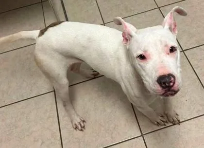 An adult medium-sized female American Bulldog dog named Storm for adoption in Parma, OH