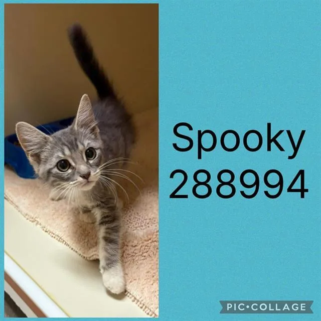 A baby small-sized male Domestic Short Hair cat named Spooky for adoption in Macon, GA