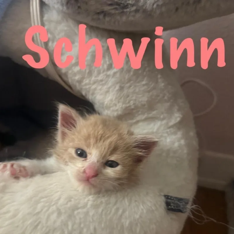 A baby small-sized male Buff / Tan / Fawn Domestic Short Hair cat named Schwinn for adoption in Westminster, CA