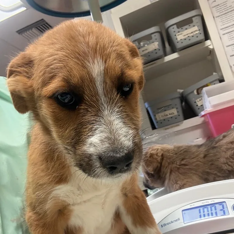 A baby small-sized female Brown / Chocolate Terrier dog named Sisu for adoption in Flagstaff, AZ
