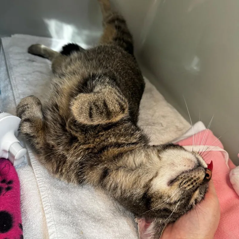 Oxford Comma thumbnail 2