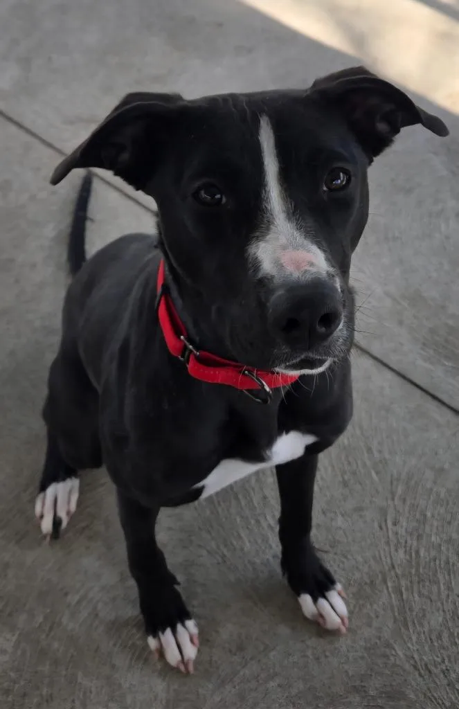 A young medium-sized female Labrador Retriever dog named Oreo for adoption in Sandusky, OH