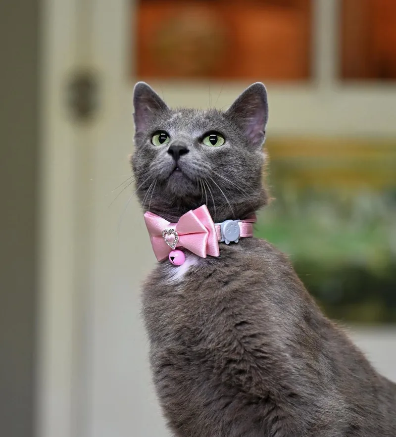 A young medium-sized female Blue Cream Russian Blue cat named Gigi for adoption in Falmouth, ME