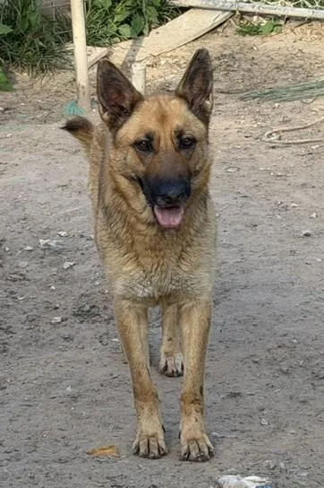 An adult large-sized female Yellow / Tan / Blond / Fawn German Shepherd Dog dog named Phoenix for adoption in Rockdale, TX