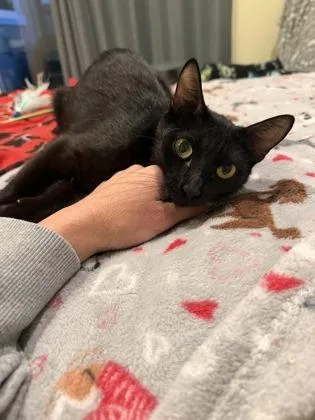 A young medium-sized female Domestic Short Hair cat named Brie for adoption in Pleasanton, CA