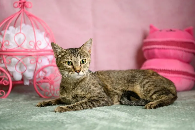 A baby small-sized female Domestic Short Hair cat named Biscuit for adoption in Roanoke, TX