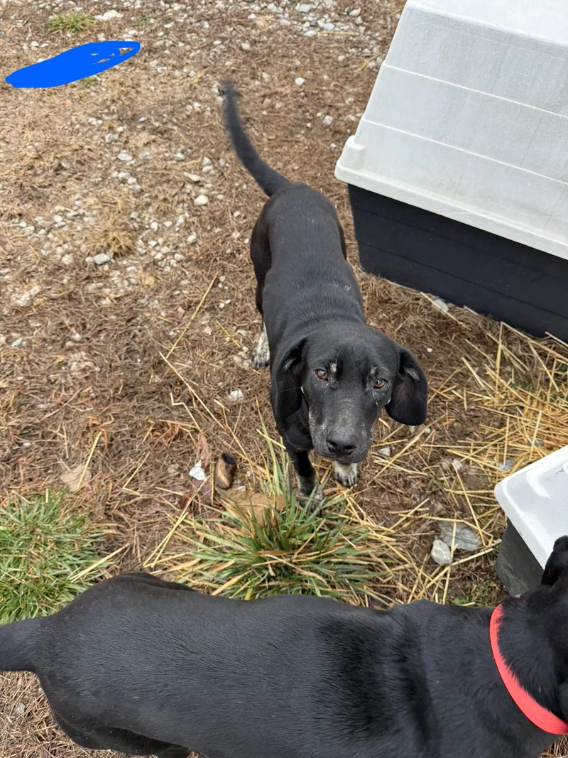 Skinny Mini thumbnail 2