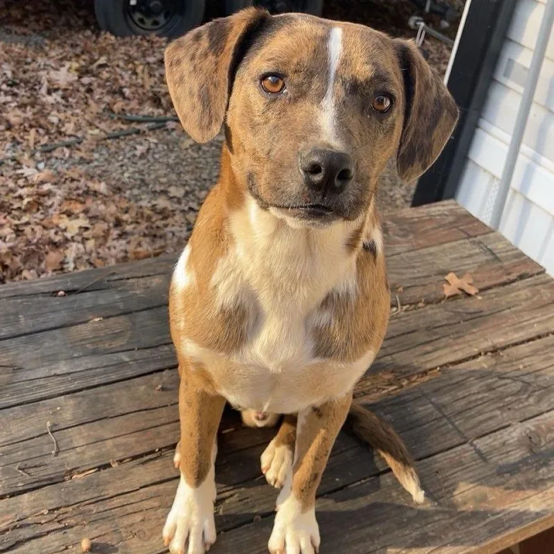 An adult medium-sized male Catahoula Leopard Dog dog named Maverick for adoption in Cumming, GA