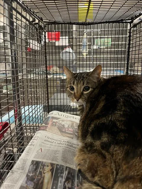 An adult large-sized female Domestic Medium Hair cat named Tigra for adoption in Van Nuys, CA