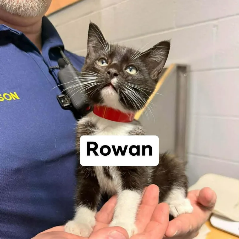 Rowan