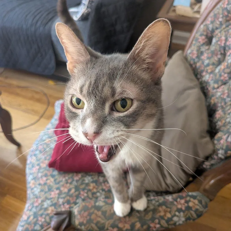 An adult medium-sized male Domestic Short Hair cat named Zip Tie for adoption in Brooklyn, NY