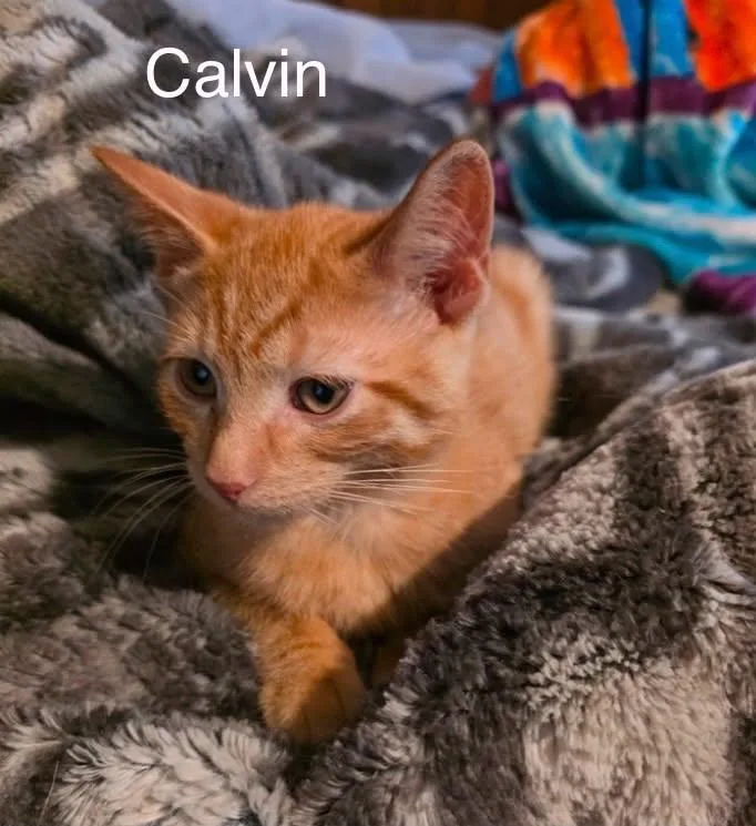 Calvin thumbnail 2