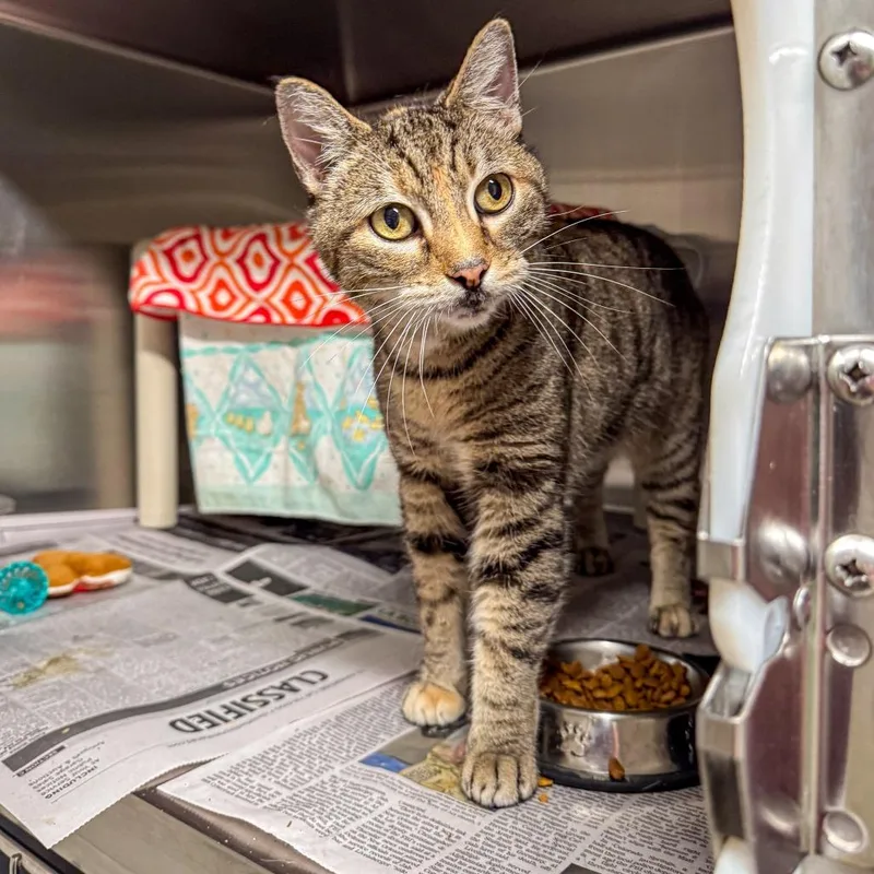 A young medium-sized female Brown / Chocolate Domestic Short Hair cat named Saga for adoption in Kennebunk, ME