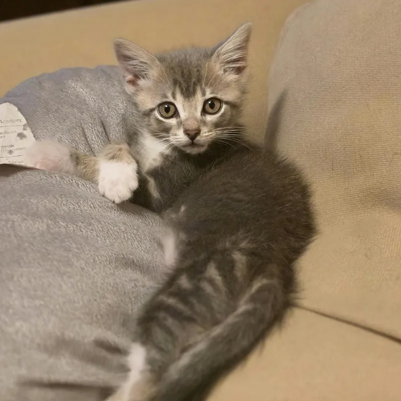 A baby medium-sized male Domestic Short Hair cat named Ziggy Ray for adoption in Roanoke, VA