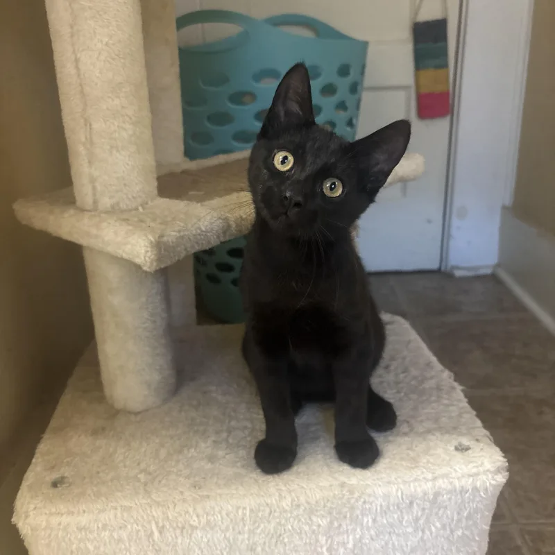 A baby small-sized male Black Domestic Short Hair cat named Forest for adoption in Statesboro, GA