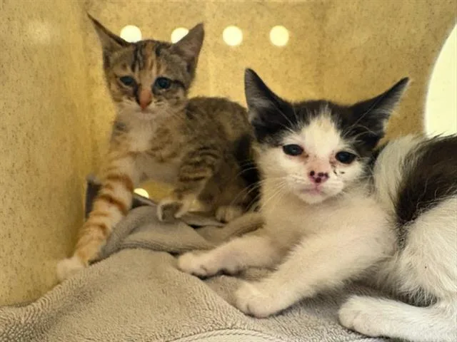A baby small-sized male Domestic Short Hair cat named Jack for adoption in Tustin, CA