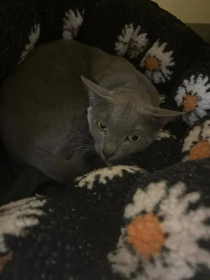 A baby medium-sized male Gray / Blue / Silver Domestic Short Hair cat named Burrito for adoption in Charleston, SC