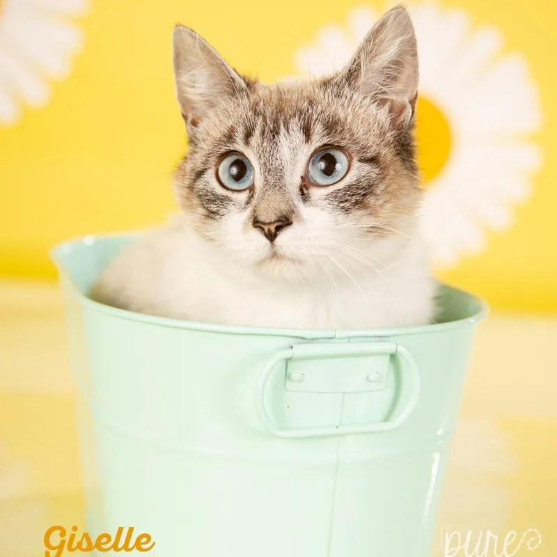 A young small-sized female Siamese cat named Giselle for adoption in Springfield, MO