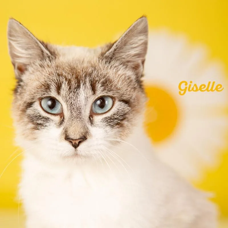 Giselle thumbnail 3