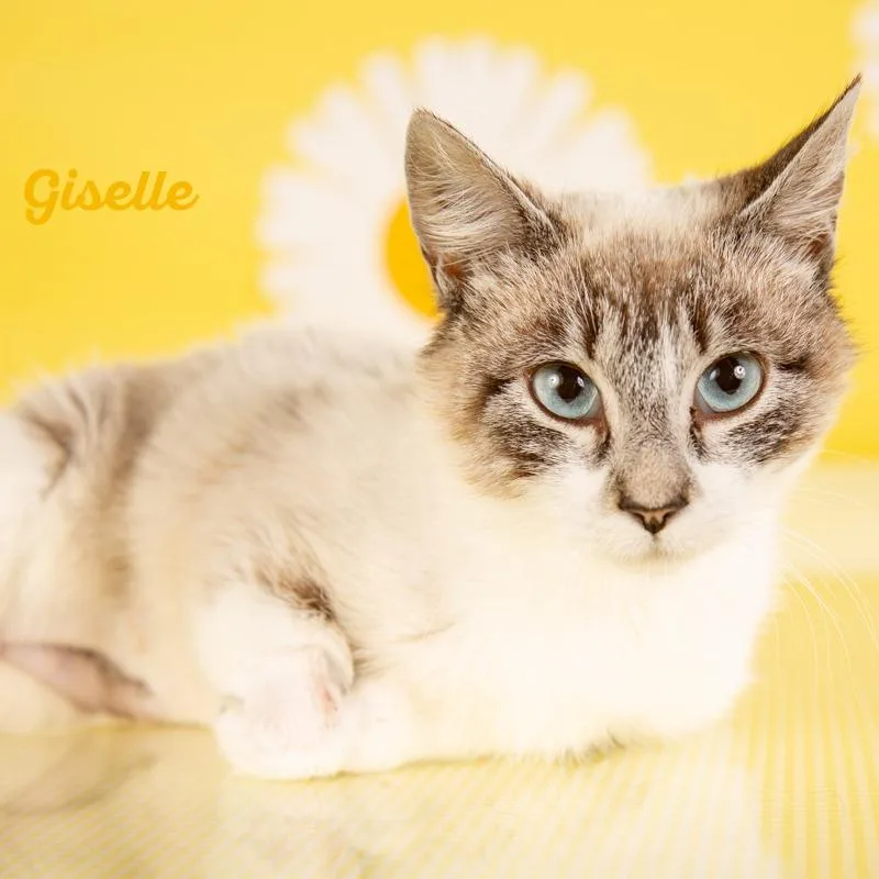 Giselle thumbnail 4