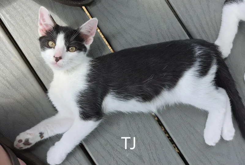 A baby small-sized male Black Domestic Short Hair cat named Tj for adoption in Bloomsdale, MO