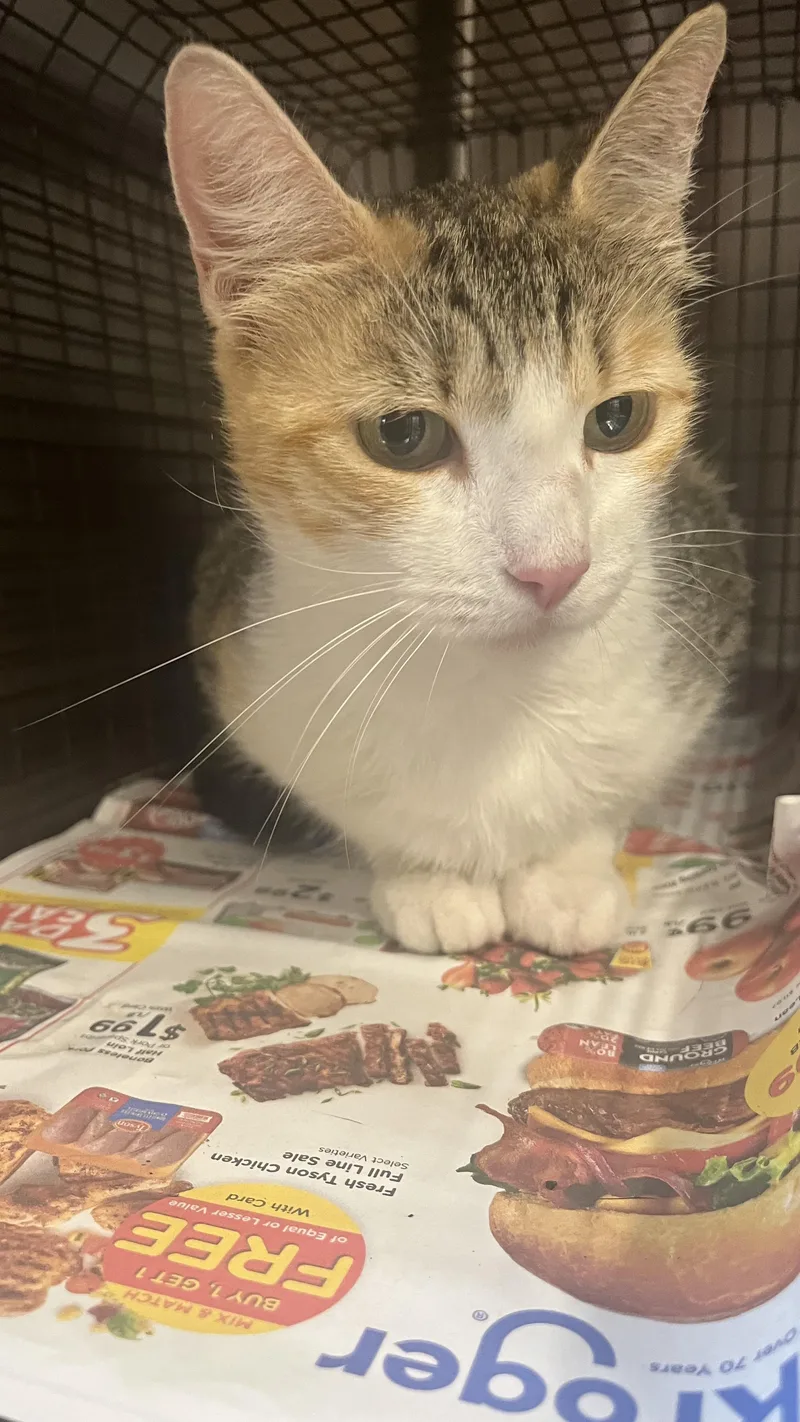 A young medium-sized female Domestic Short Hair cat named Priscilla for adoption in Houston, TX