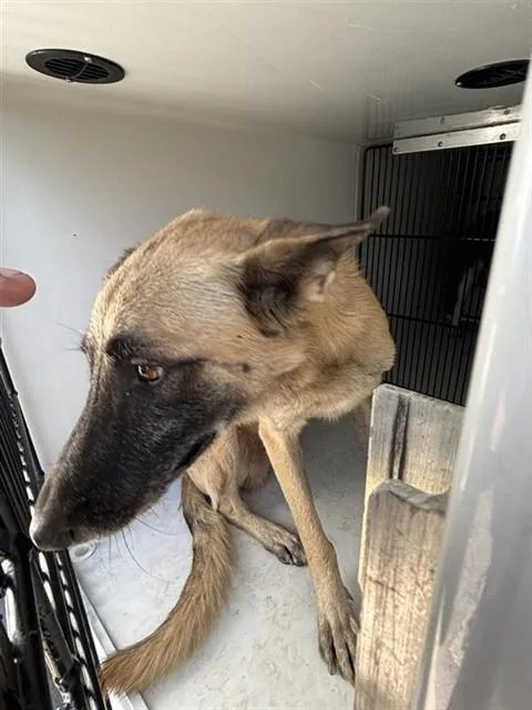 An adult large-sized male Belgian Shepherd / Malinois dog named A for adoption in Houston, TX