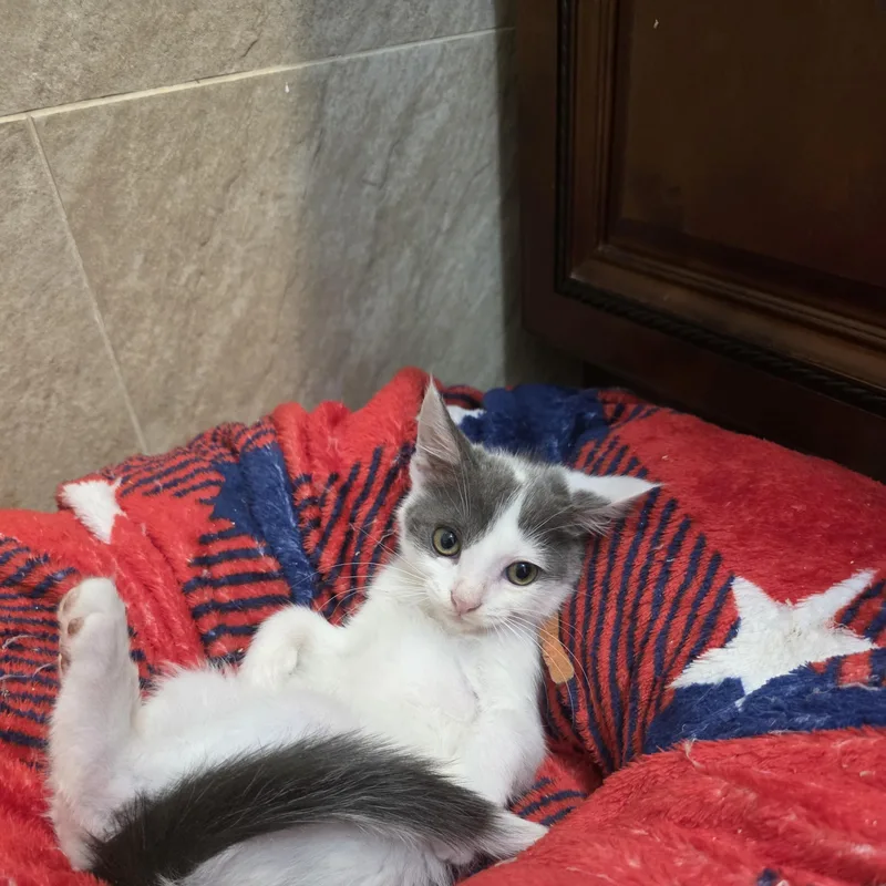 A baby medium-sized male Gray & White Domestic Short Hair cat named Benny for adoption in Moriches, NY