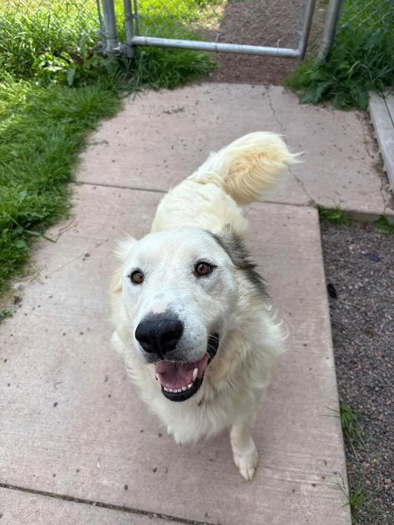An adult medium-sized male Great Pyrenees dog named Beaker for adoption in Ashland, WI