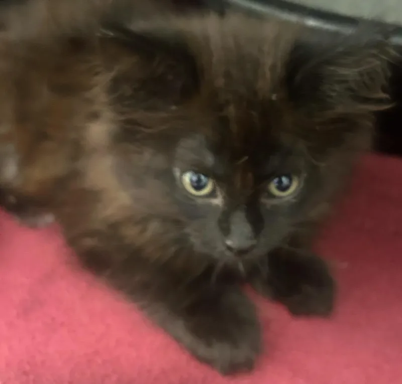 A baby small-sized female Domestic Long Hair cat named Winnifred for adoption in Cambridge, MD