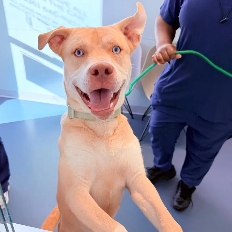 An adult medium-sized male Yellow / Tan / Blond / Fawn Labrador Retriever dog named Pinocchio for adoption in Greensboro, NC