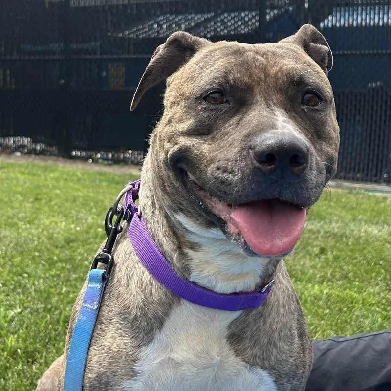 An adult large-sized female Mixed Breed dog named Quala for adoption in Pittsburgh, PA