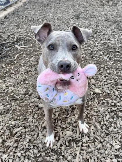 An adult medium-sized male Mixed Breed dog named Morocco for adoption in Atlanta, GA