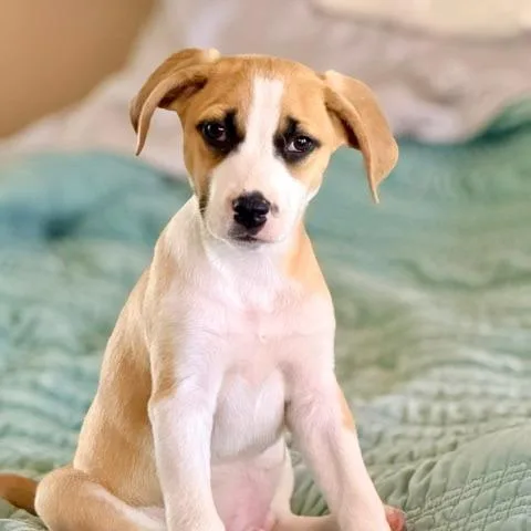 A baby small-sized male White / Cream Mixed Breed dog named Sandler for adoption in Ferndale, MI