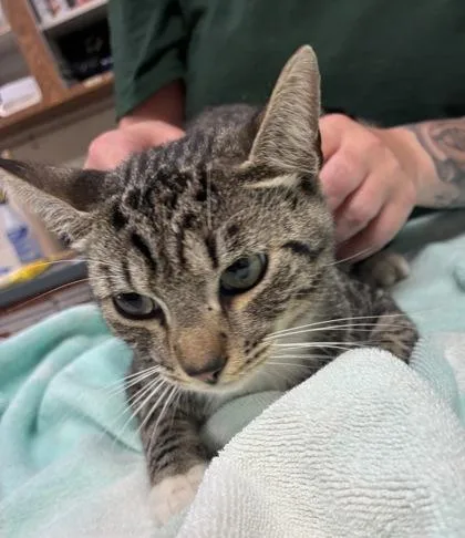 An adult medium-sized male Domestic Short Hair cat named Cairo for adoption in Gainesville, FL