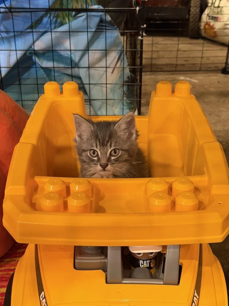 A baby small-sized male Gray & White Domestic Short Hair cat named Teddy for adoption in Plymouth, MI