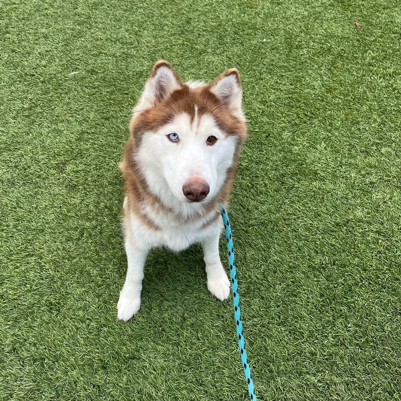 A senior medium-sized female White / Cream Siberian Husky dog named Lady for adoption in Brainerd, MN