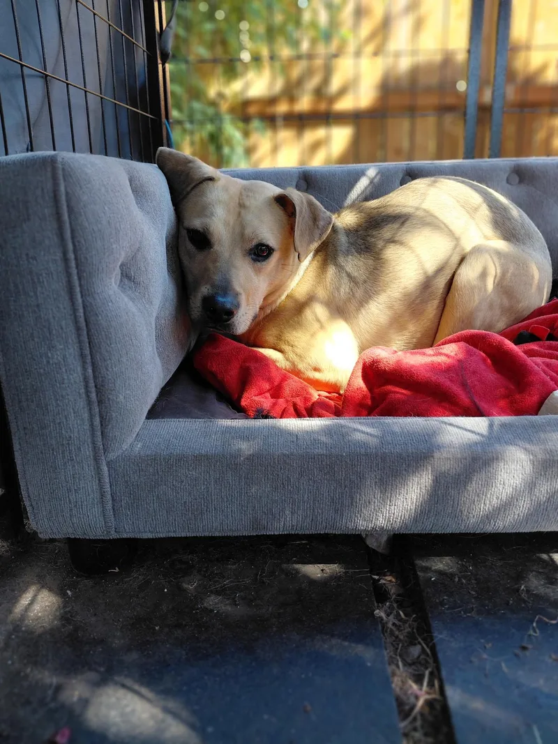 An adult medium-sized female Yellow / Tan / Blond / Fawn Pit Bull Terrier dog named Stacey for adoption in Woodland Hills, CA