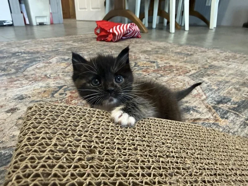 A baby small-sized female Domestic Short Hair cat named Elsa for adoption in Saint Augustine, FL